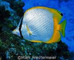 Butterfly - Image taken in Cayman with an Nikonos RS, 50m... by Mark Westermeier 